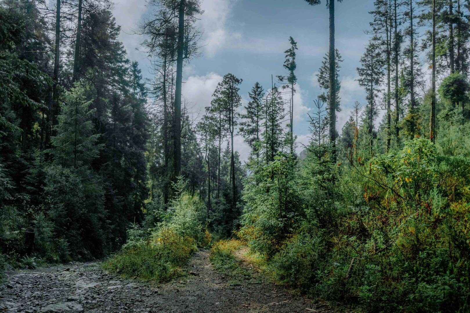 Taiga Trail Walk